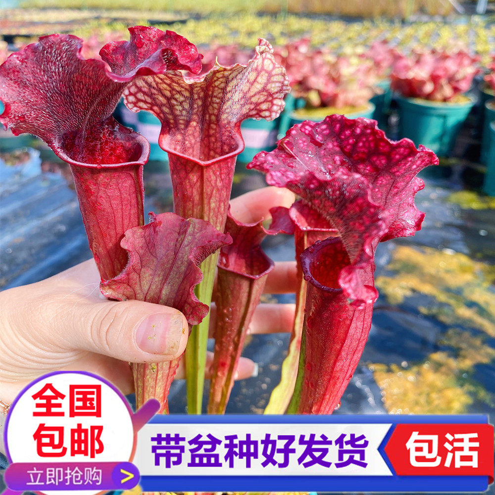 朱迪斯瓶子草 捕蝇草驱蚊草食人花奇趣盆栽 食虫植物吃虫子捕虫