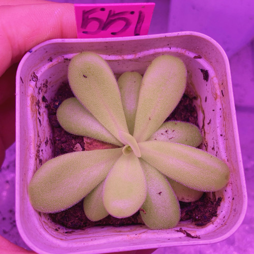一物一拍551号，苹果捕虫堇，发的就是图片这盆