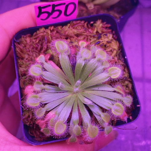 一物一拍550号，达尔文茅膏菜，发的就是图片这盆