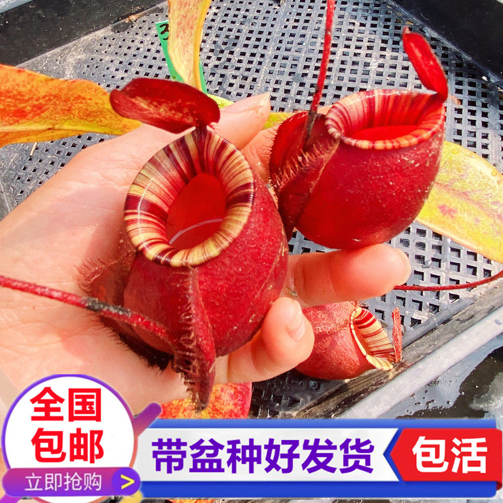 海盗黑月猪笼草食虫植物捕虫绿植驱蚊捉苍蝇食虫草学生花卉盆栽
