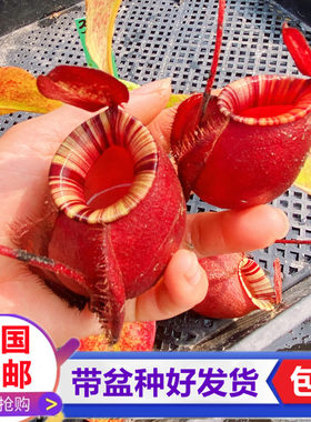 海盗黑月猪笼草食虫植物捕虫绿植驱蚊捉苍蝇食虫草学生花卉盆栽