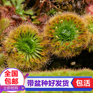 闪亮迷你茅膏菜食虫植物驱蚊捕蝇草小型食虫草园艺生态缸造景绿植