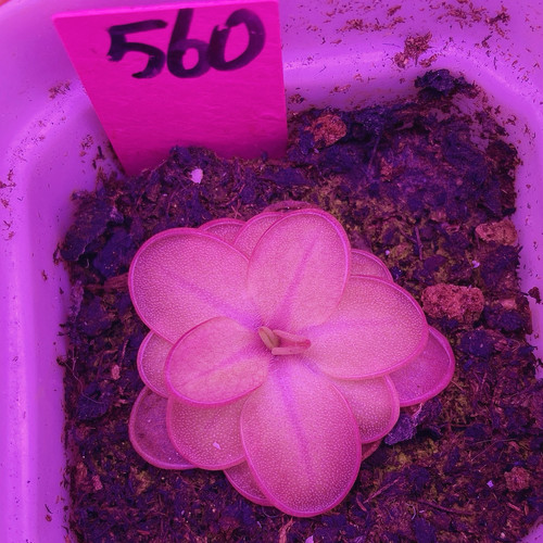 一物一拍560号，凹瓣半附生捕虫堇，发的就是图片这盆