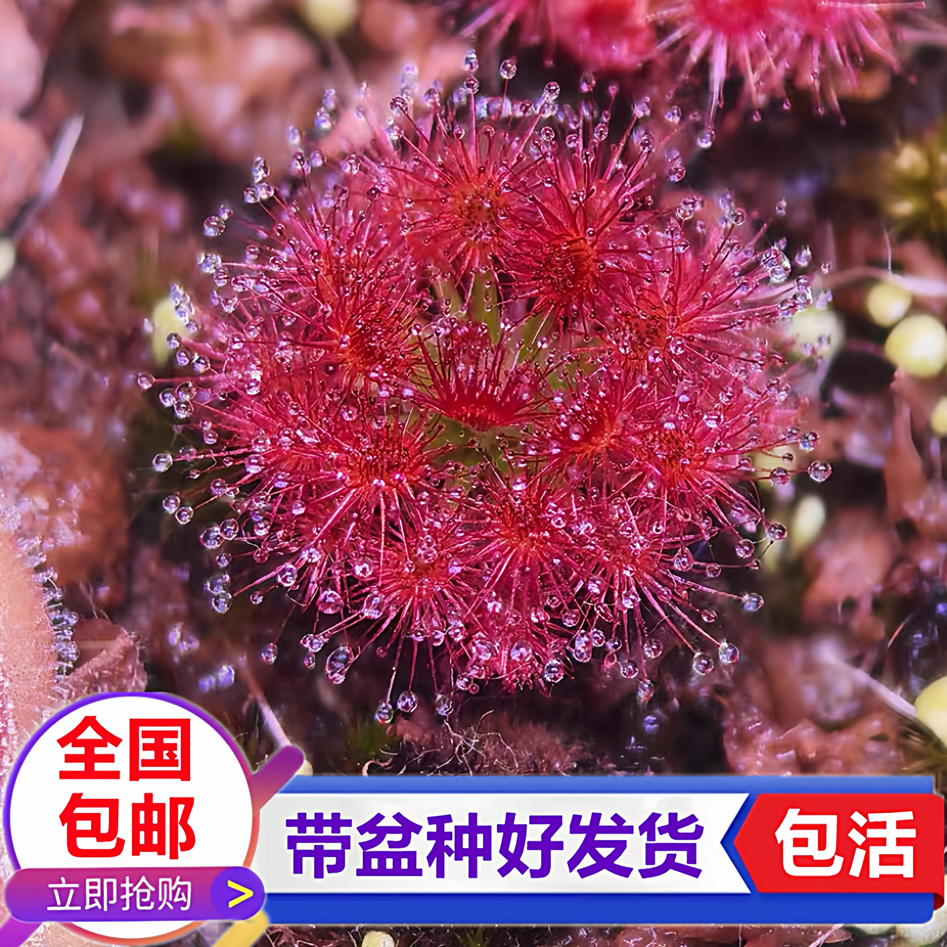 玫瑰迷你茅膏菜小型红色食虫植物食虫植物