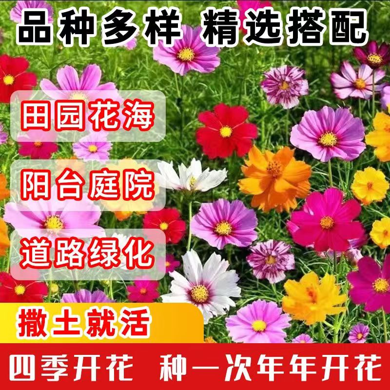 野花组合易种翠影风情