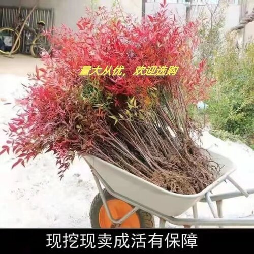 火焰南天竹树苗盆栽四季绿植室外耐寒花卉庭院绿化红叶植物竹子苗
