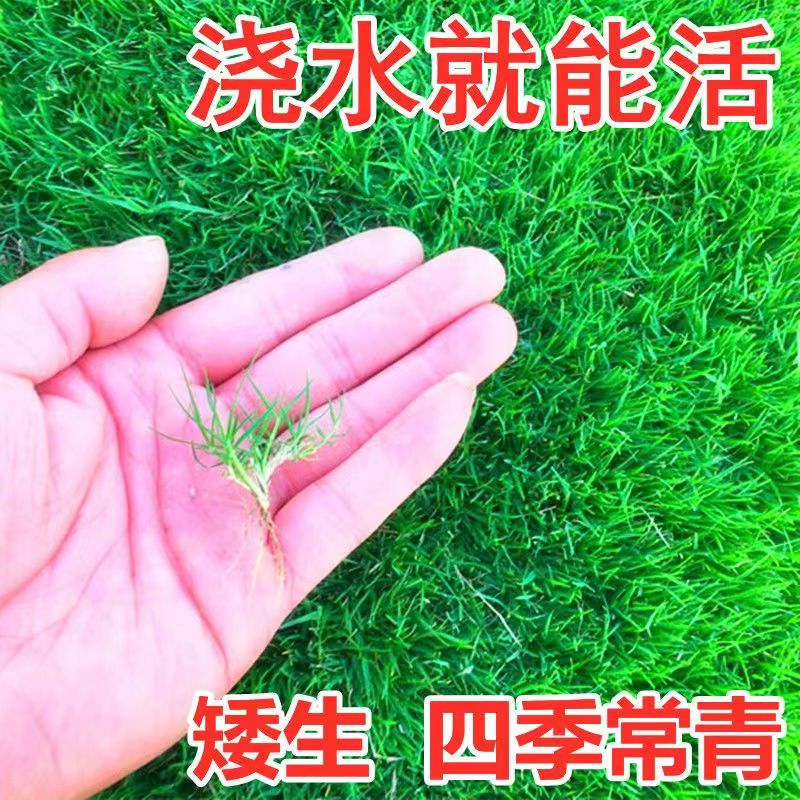 矮生四季常青地毯草翠影风情