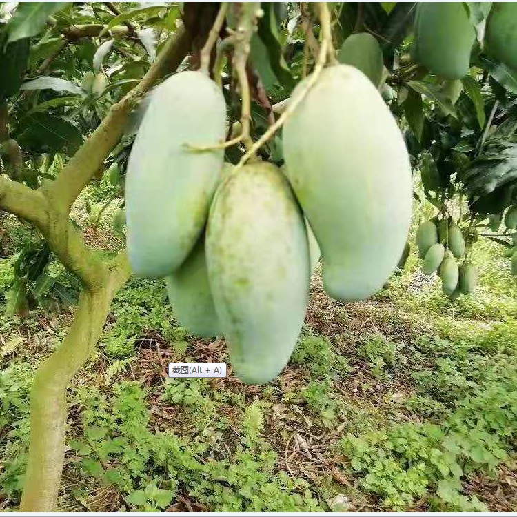 广西桂七芒果 绿皮芒果 现摘现发 包邮