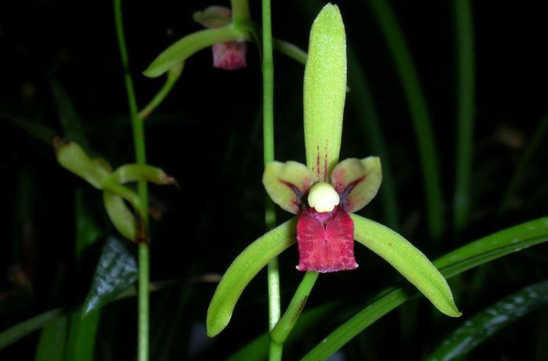 彼岸花盆栽到货付款素材模板 彼岸花盆栽到货付款图片下载 小麦优选