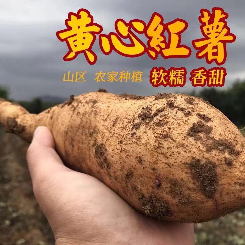 田园隐记 老品种北京553新鲜红薯黄皮黄瓤现挖软糯香甜