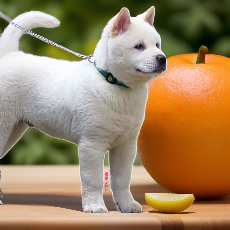 纯种广西田园犬小五黑家养聪明土狗红幼犬宠物狗柴犬黄狗白面活体-封面