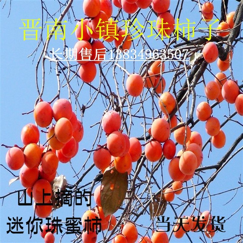 山西新鲜火晶柿子珍珠吊红珠蜜柿吃不够珠柿香甜软甜绵甜柿子包邮