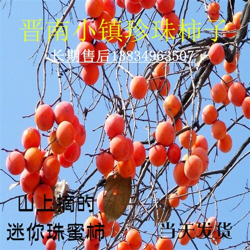 山西新鲜珍珠吊红软甜迷你小柿子