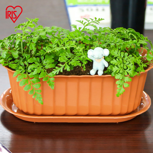 长形多肉花盆爱丽思日系