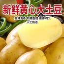 新鲜山东滕州正宗黄心黄皮土豆农家自种现挖大马铃薯洋芋粉糯可口