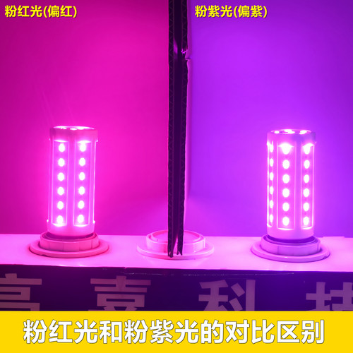 彩色玉米网红补光迅猛龙同款灯光