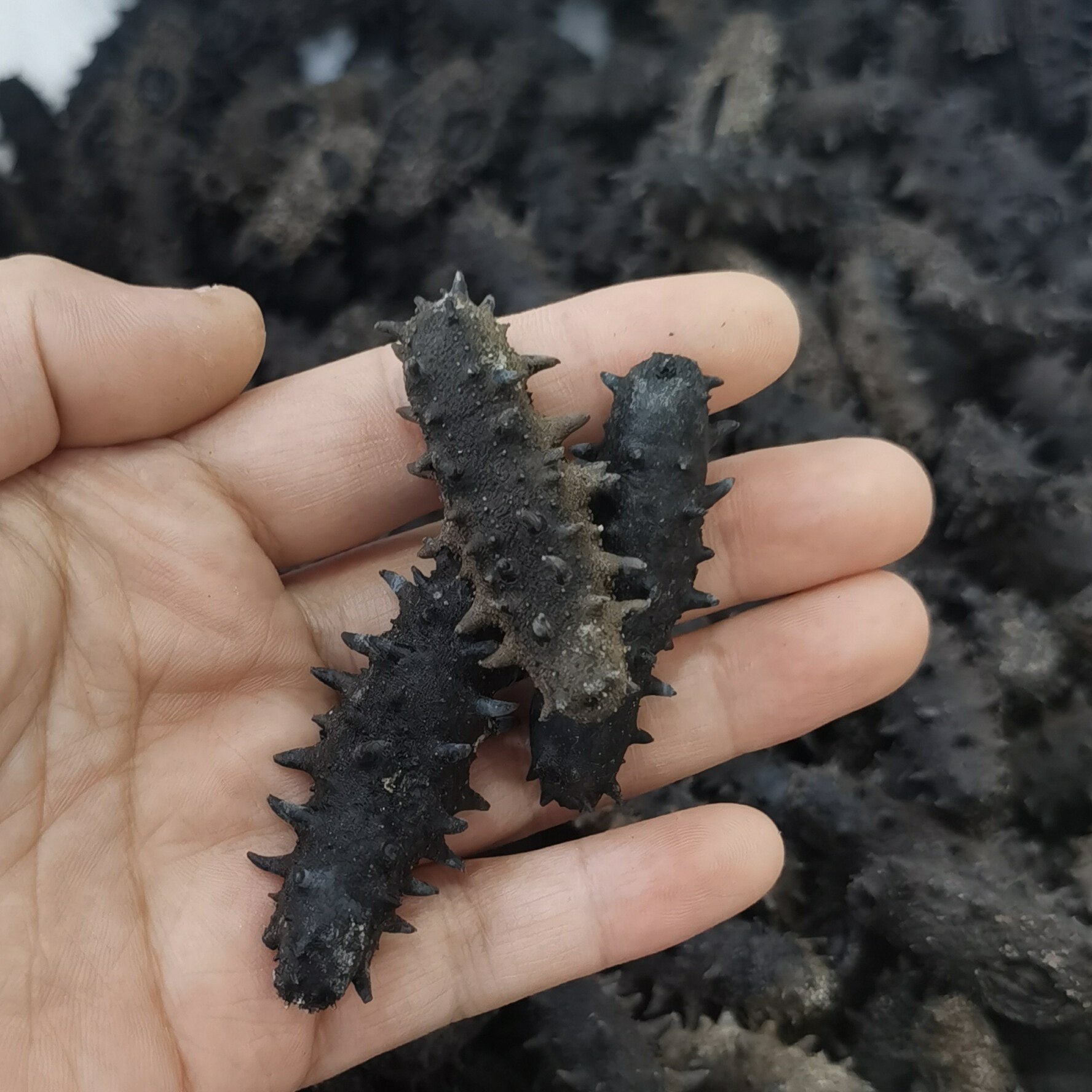 大连纯淡干底播海参500克