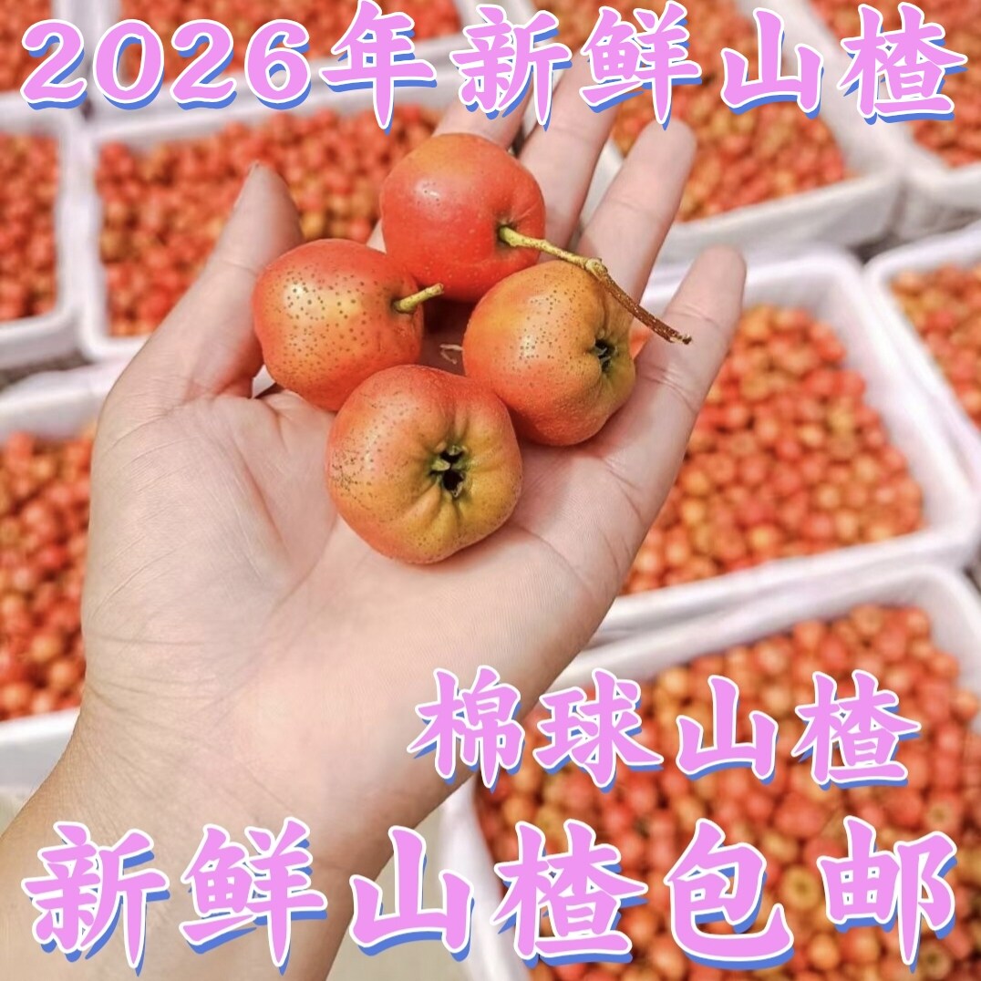 2026年新鲜棉球山楂糖葫芦专用山楂批发山楂新鲜大果山楂包邮