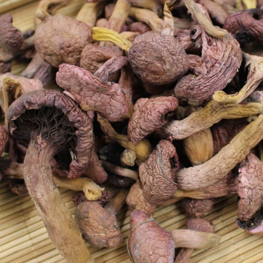 新货新采摘东北特产红蘑菇手选剪根干货250g红松树伞蘑榛蘑包邮