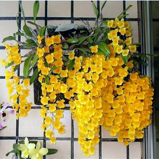 大龟背石斛黄金石斛金钱币石斛附生石斛盆栽石斛兰食用石斛苗包邮