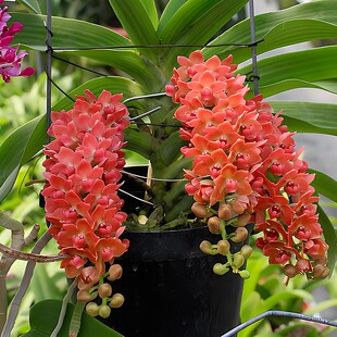 特价洋兰狐尾兰万代兰花苗洋兰盆栽附生兰花苗造景绿植网红花卉苗