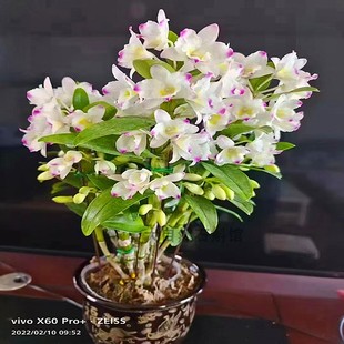 春石斛甜心公主石斛盆栽石斛兰洋兰绿植元宵花卉多花石斛基地直发