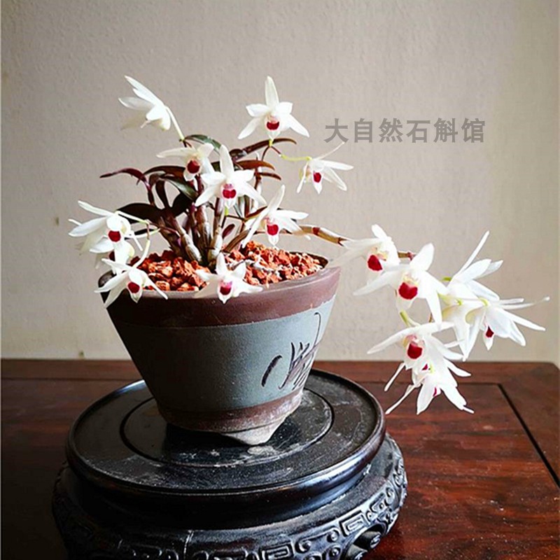 石斛兰科春天袖珍稀少
