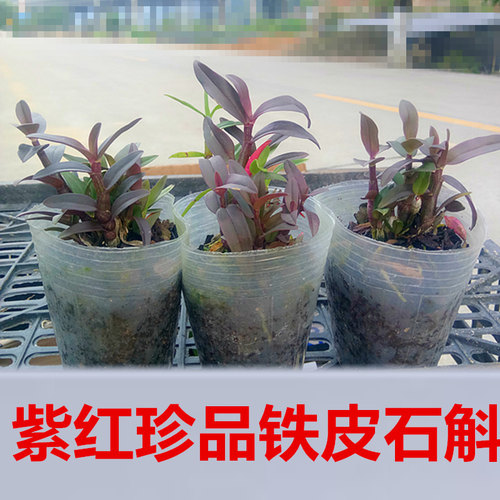 紫皮珍品铁皮石斛杯苗 1年苗 枫斗苗铁皮石斛苗石斛盆可食用石斛