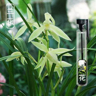 正品包邮 兰花味香水 野兰花兰草花女士香水淡香持久清新淡雅女香