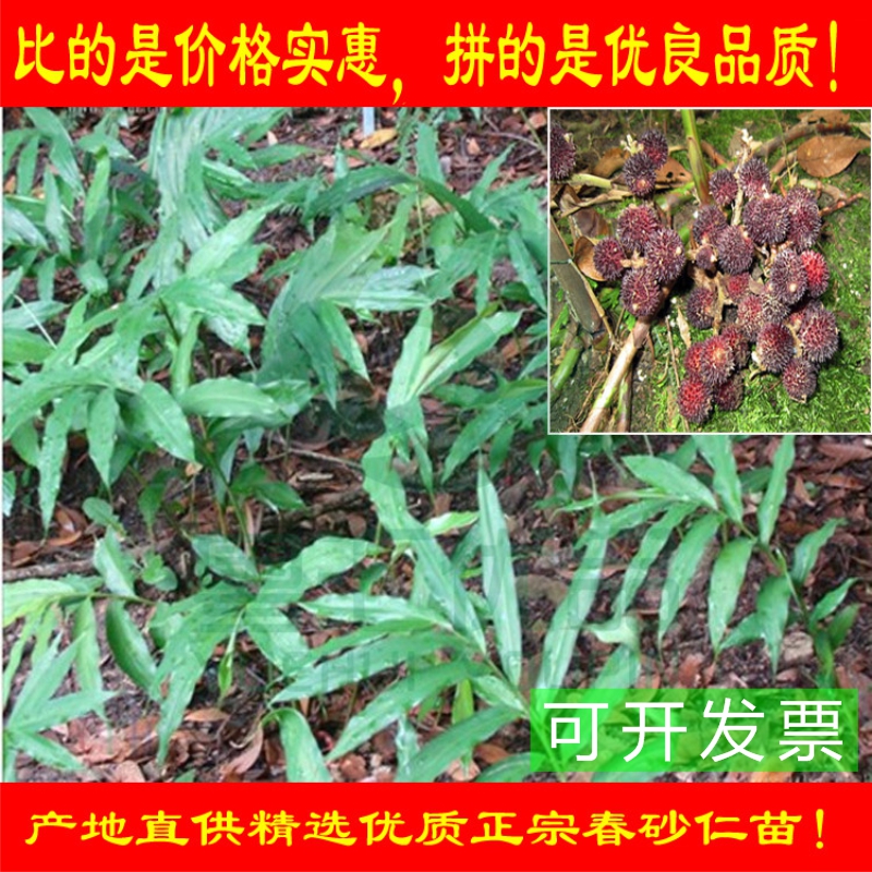 春砂仁苗 南北方种植 阳春特产春砂仁种苗 正宗春砂仁苗全株入药