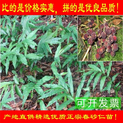 春砂仁苗 南北方种植 阳春特产春砂仁种苗 正宗春砂仁苗全株入药