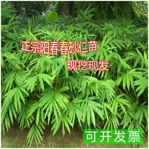 春砂仁苗 南北方种植 阳春特产 春砂仁种苗 正宗春砂仁苗全株入药