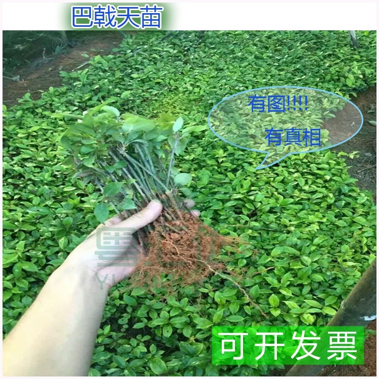 巴戟天巴戟苗野巴戟天苗高产巴戟苗正宗中药材巴戟天种苗鸡肠风苗