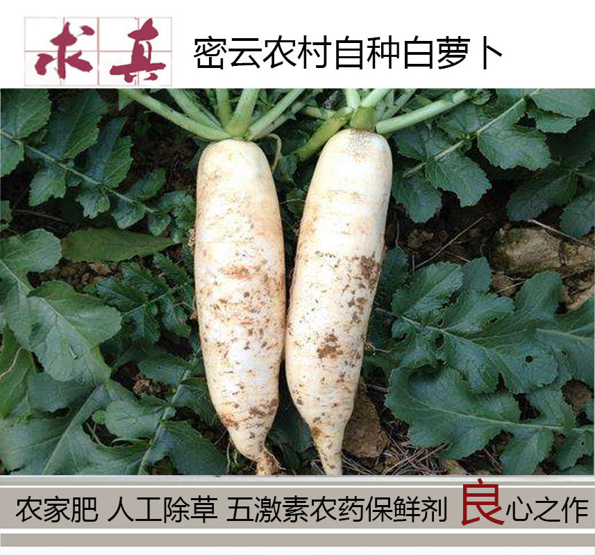 【白萝卜】密云农家菜园象牙白萝卜卜  纯绿色食品  750g