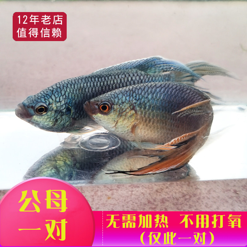 中国斗鱼活鱼无纹蓝公母一对可繁殖小型鱼好养耐活观赏鱼小金鱼活