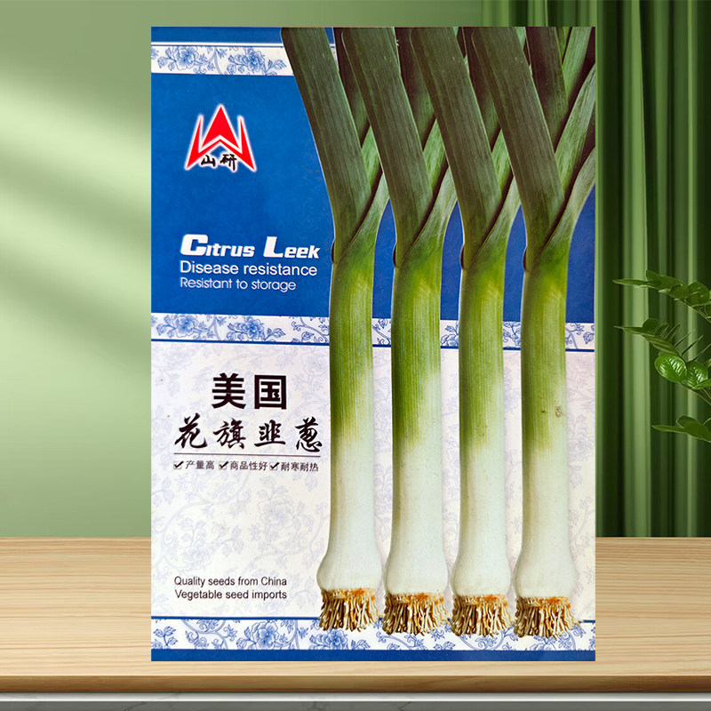 美国花旗韭葱种子海蒜种籽红皮蒜苗小根蒜大面积四季青蒜蔬菜种孑