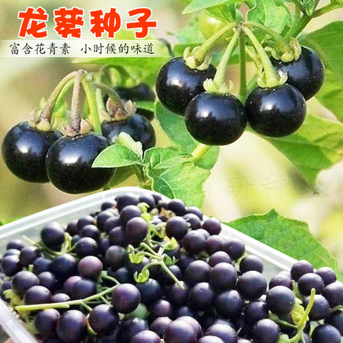 农家龙葵种子黑悠悠黑悠悠小燕悠春夏秋四季蔬菜水果种籽盆栽种孑 - 封面