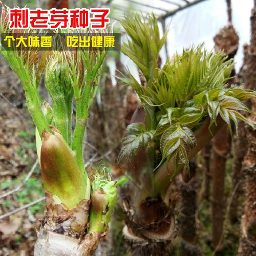 农家四季刺老芽香椿芽种子山野菜