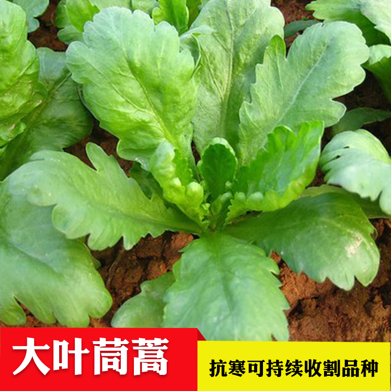 蔬菜种子阳台大叶茼蒿