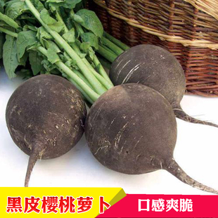 黑樱桃萝卜种子水果萝卜种籽春夏秋冬四季阳台盆栽蔬菜种孑孑包邮