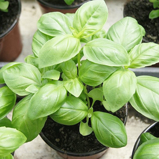 食用九层塔籽甜罗勒柠檬罗勒种子盆栽籽四季阳台薄荷罗勒叶种籽孑