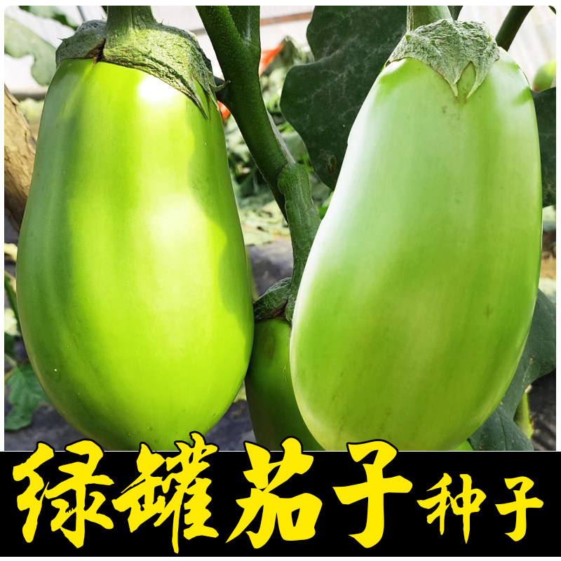 绿罐茄种子高产四季蔬菜种孑茄子种籽青茄子绿皮耐寒春季秋菜种子