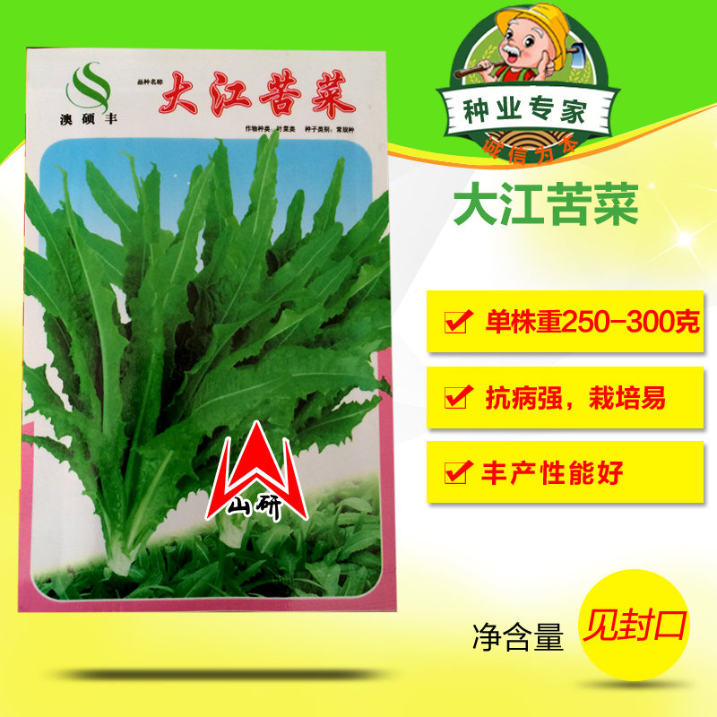 大江苦菜种子长势强抗病高产清脆爽口微甜阳台四季播蔬菜籽种孑