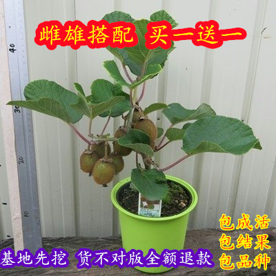 猕猴桃树果苗软枣猕猴桃苗红心树苗盆栽地栽当年结果南方北方果树