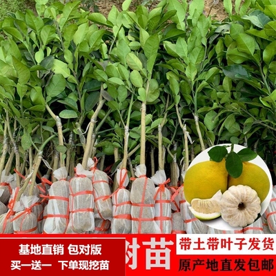 柚子树苗嫁接沙田柚树苗红柚子树苗三红密柚苗南方种植带土叶盆栽