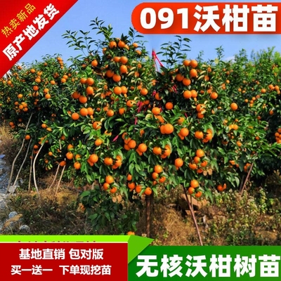 沃柑苗广西武鸣正宗无核无籽沃橘苗盆栽地栽嫁接柑橘子果树苗