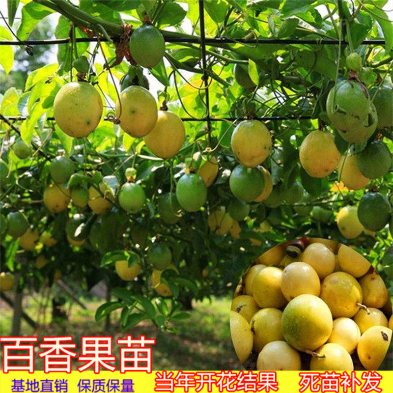 广东果苗百香果苗爬藤盆栽鸡蛋果