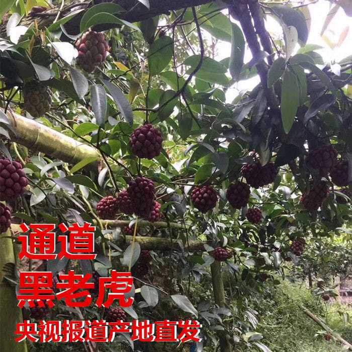 【五年苗】通道黑老虎果苗布福娜树苗凤梨葡恶魔果实冷饭团