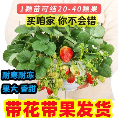 带花带果大草莓秧苗四季结果树苗地栽奶油草莓苗盆栽室内花卉阳台