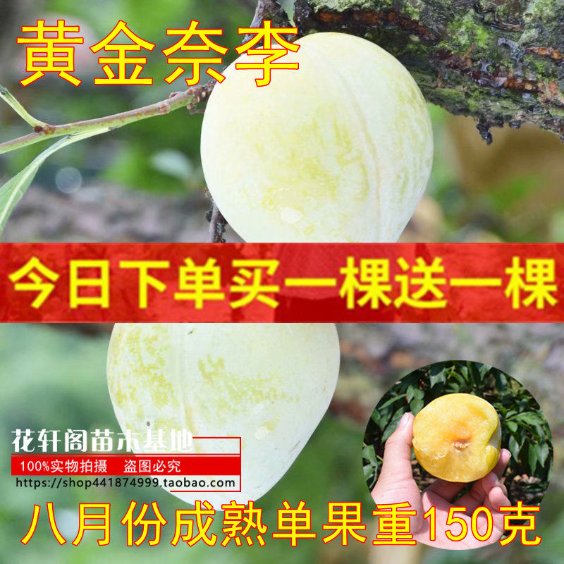 晚熟黄金奈李树苗早熟油奈李子苗九峰山青奈李苗南北方种植果树苗